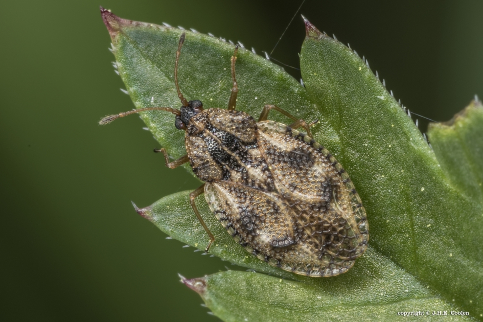 Smeerwortelnetwants (Dictyla humuli) - Geleedpotigen - Smeerwortelnetwants