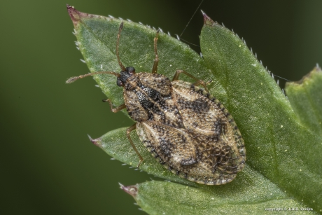 Smeerwortelnetwants (Dictyla humuli)