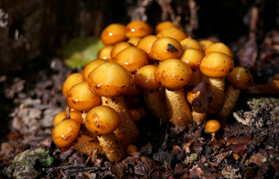 "Snoepgoed" - Schimmels - Paddenstoel