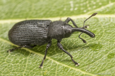 Snuitkever (Magdalis spec.)