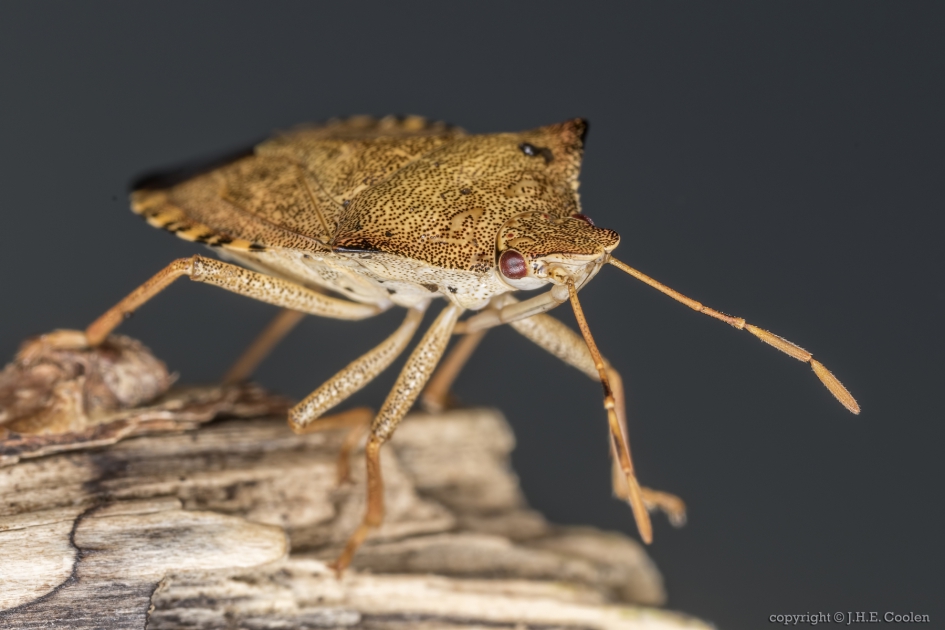Snuitkeverschildwants (Arma custos) - Geleedpotigen - Snuitkeverschildwants