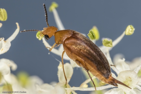 Spartelkever (Mordellistena neuwaldeggiana)