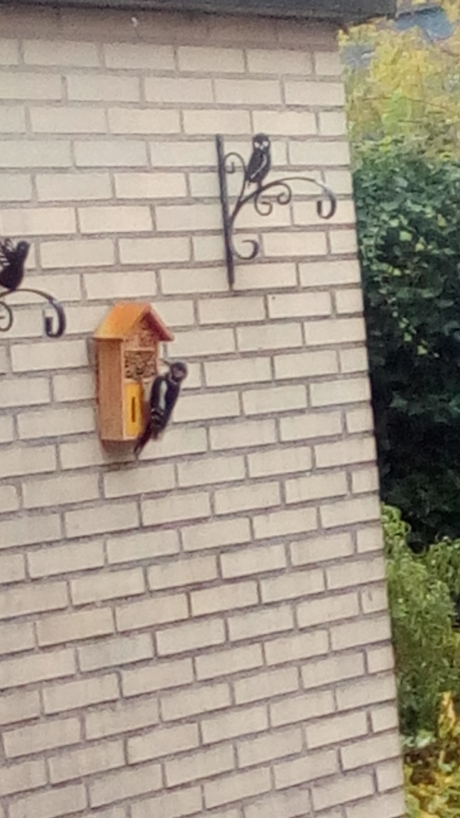 specht ziet insektenhotel als snackbar