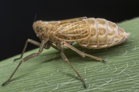 Spoorcicades (Delphacidae)