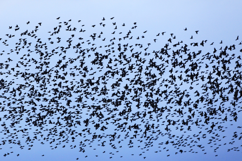 Spreeuw - Vogels - Spreeuw