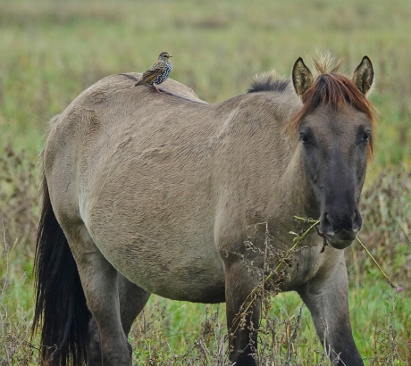 Spreeuw op Konikpaard