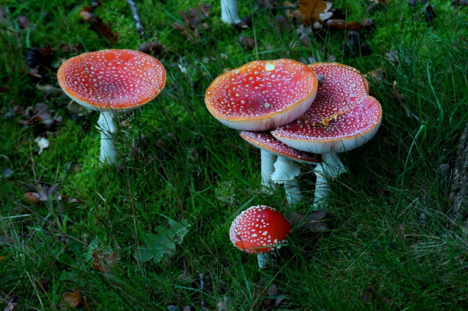 Stapeltje Vliegenzwammen - Schimmels - Vliegenzwammen