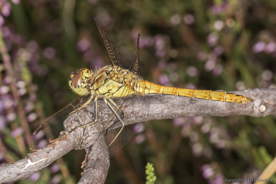 Steenrode heidelibel - Geleedpotigen - Steenrode heidelibel