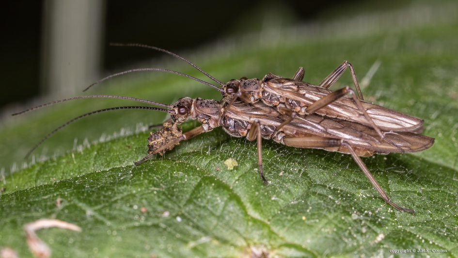 Steenvlieg  (Plecoptera) - Geleedpotigen - Steenvlieg