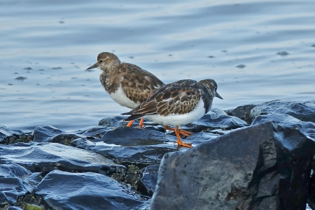 Stenenlopers op het Wad