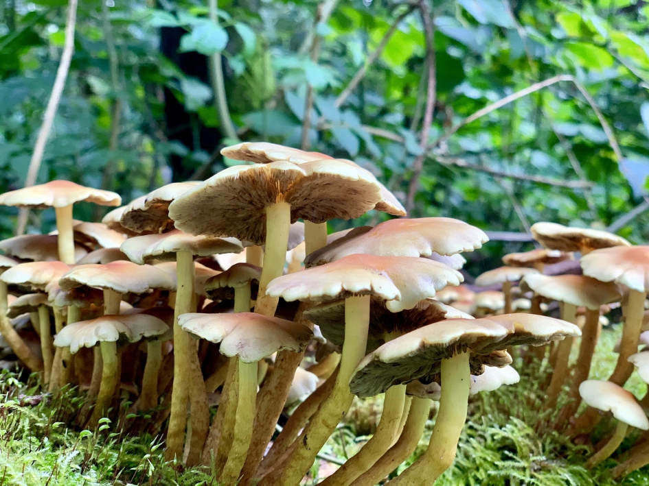 Paddestoelen - Schimmels - 