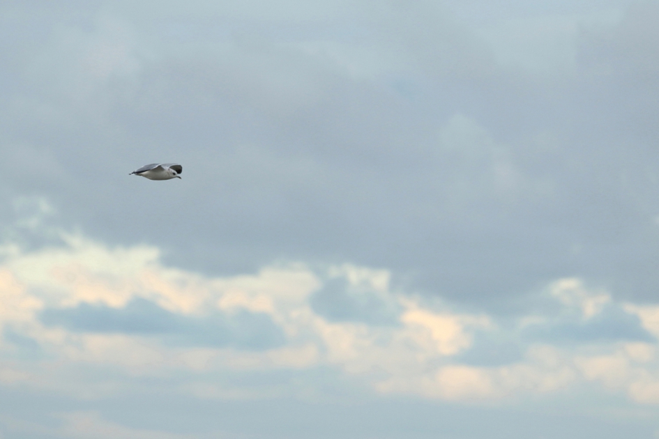 stormmeeuw - Vogels - stormmeeuw