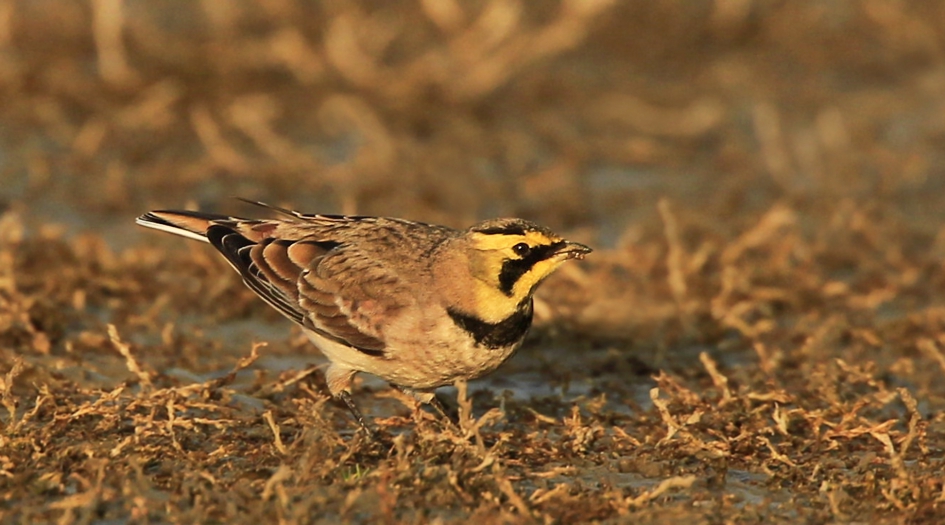 Strandleeuwerik - Vogels - Strandleeuwerik