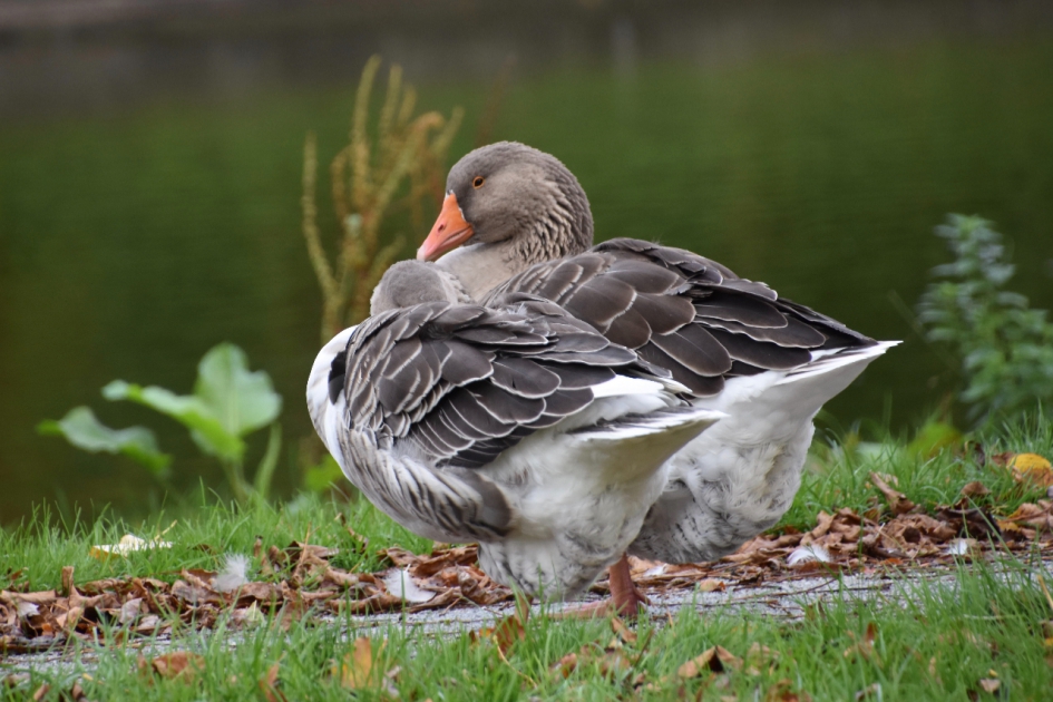 Gemeente ganzen - Vogels - 