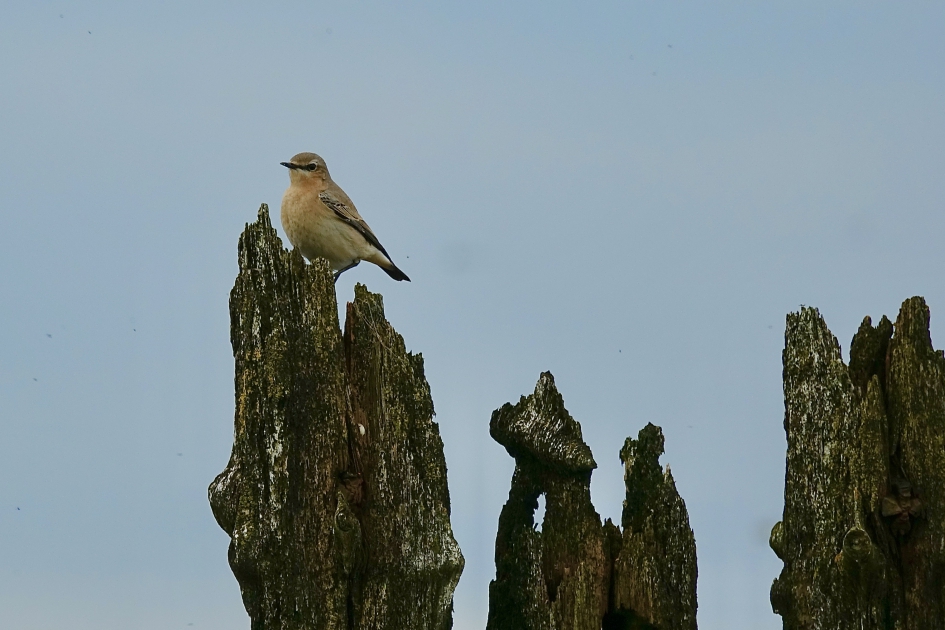 Tapuit op trek - Vogels - Tapuit