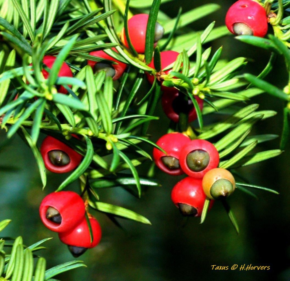 Taxus - Planten - Taxus