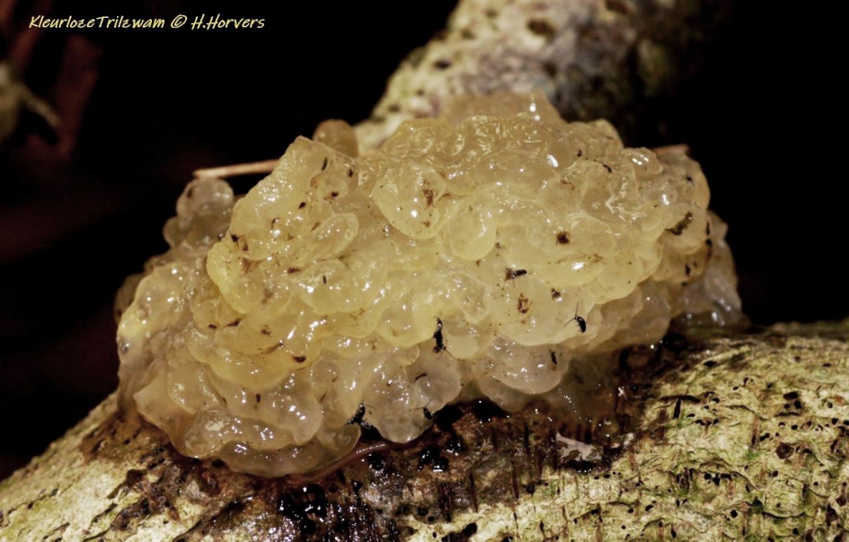 Trilzwam - Schimmels - Trilzwam