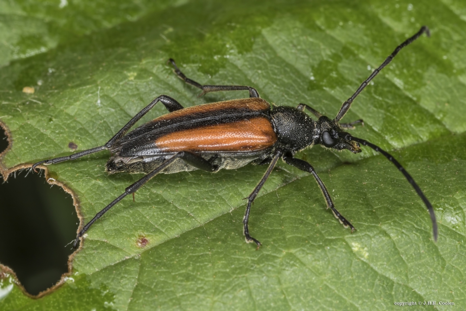 Tweekleurige smalboktor (Stenurella melanura) - Geleedpotigen - Tweekleurige smalboktor
