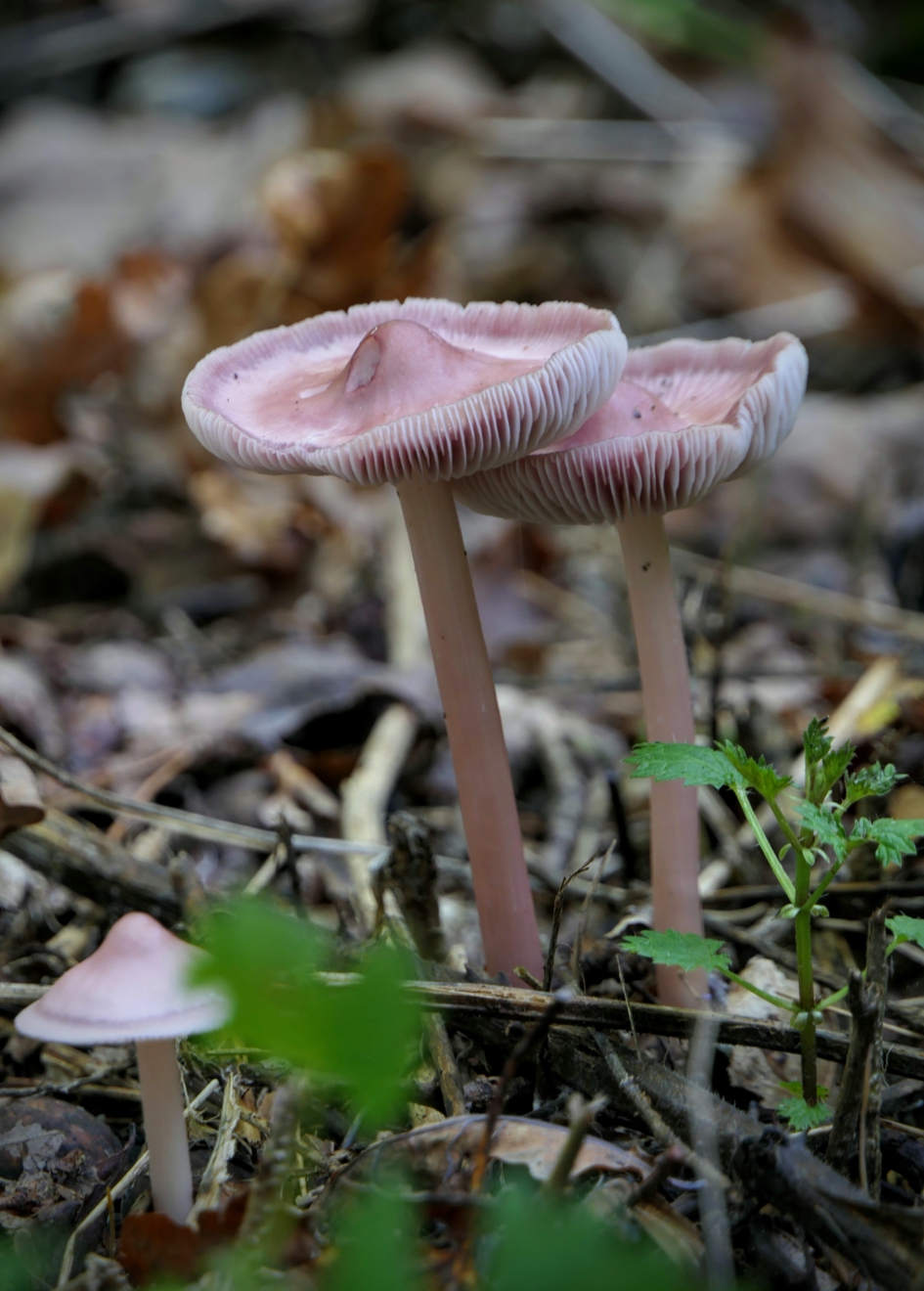 Tweeling - Schimmels - Heksenschermpjes