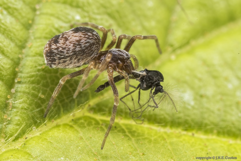 Uitgedanst - Geleedpotigen - Dansmug/spin