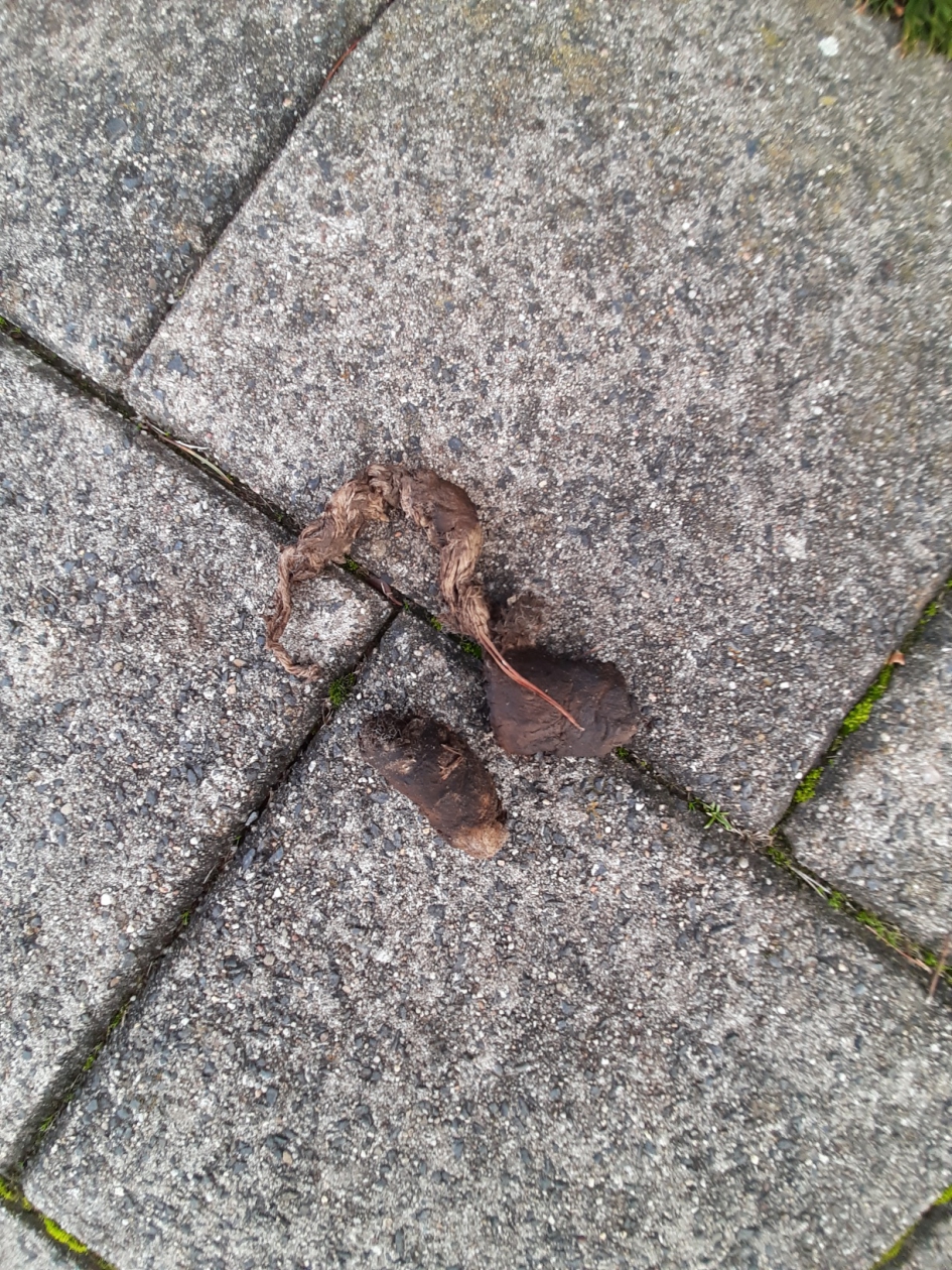 Uitwerpsel - Zoogdieren - 