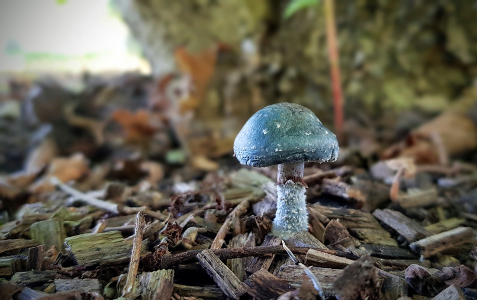 Ukkie - Schimmels - Kopergroenzwam (valse)