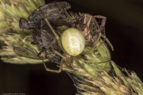 Van jager tot prooi 1