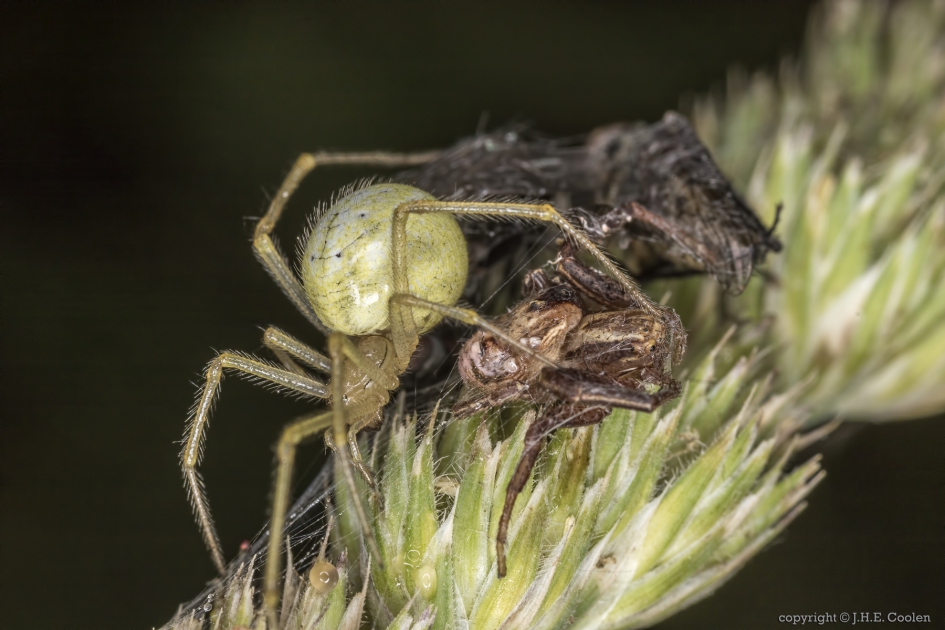 Van jager tot prooi 2 - Geleedpotigen - Kogelspin/ krabspin