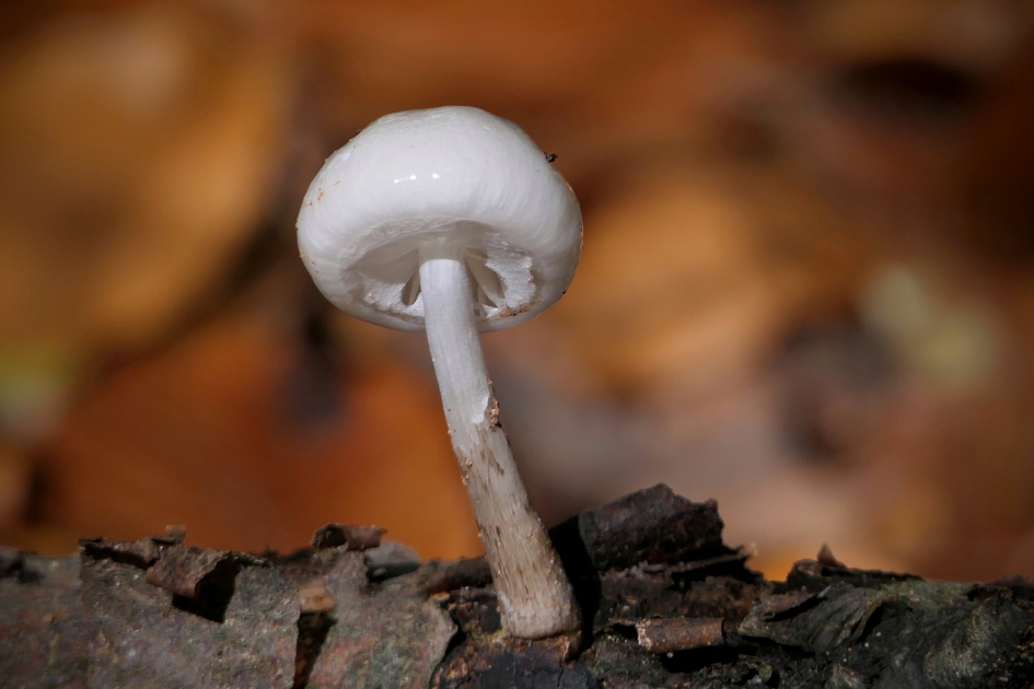 Van porselein - Schimmels - Porseleinzwam