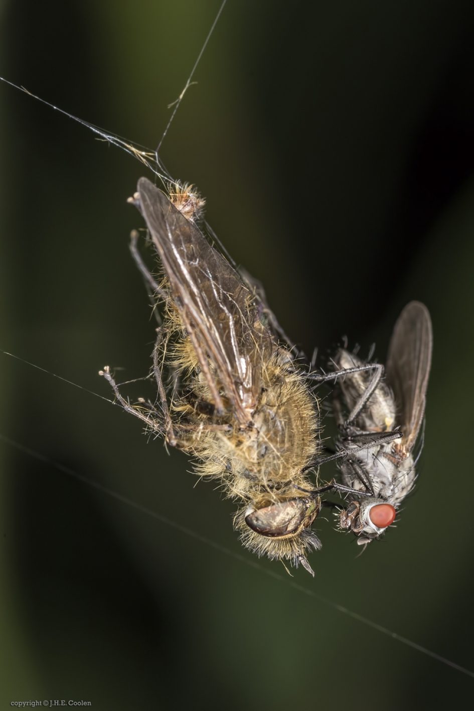 Van rover tot prooi - Geleedpotigen - Viltvlieg