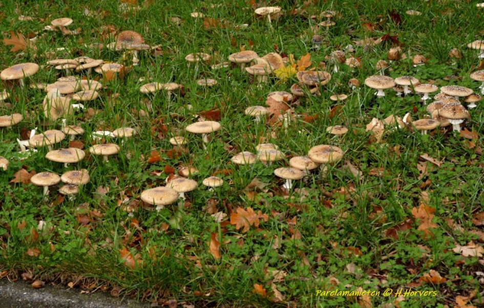 Veel Parelamanieten - Schimmels - Parelamanieten