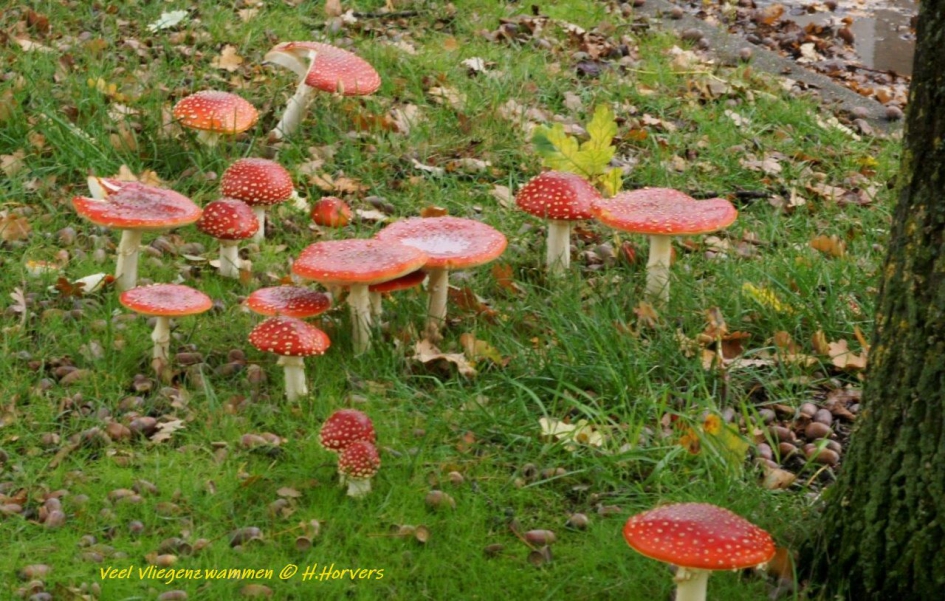 Veel Vliegenzwammen.2 - Schimmels - Vliegenzwammen