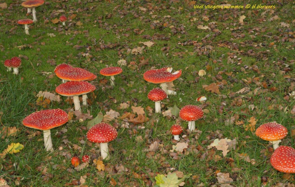 Veel Vliegenzwammen - Schimmels - Vliegenzwammen