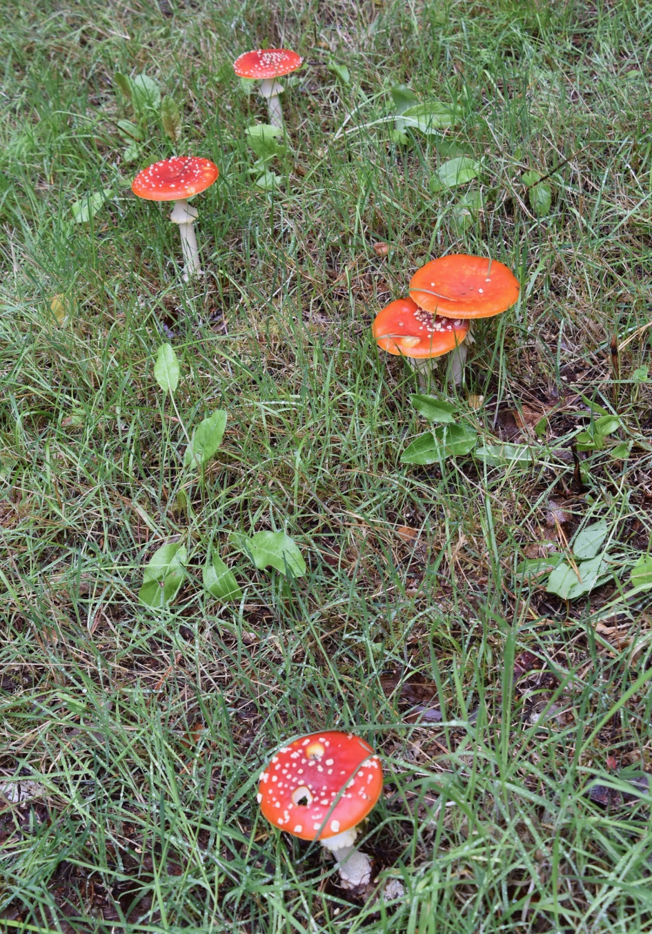 Veel vliegenzwammen dit jaar - Schimmels - 