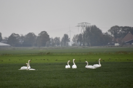 Veel zwanen in de polder