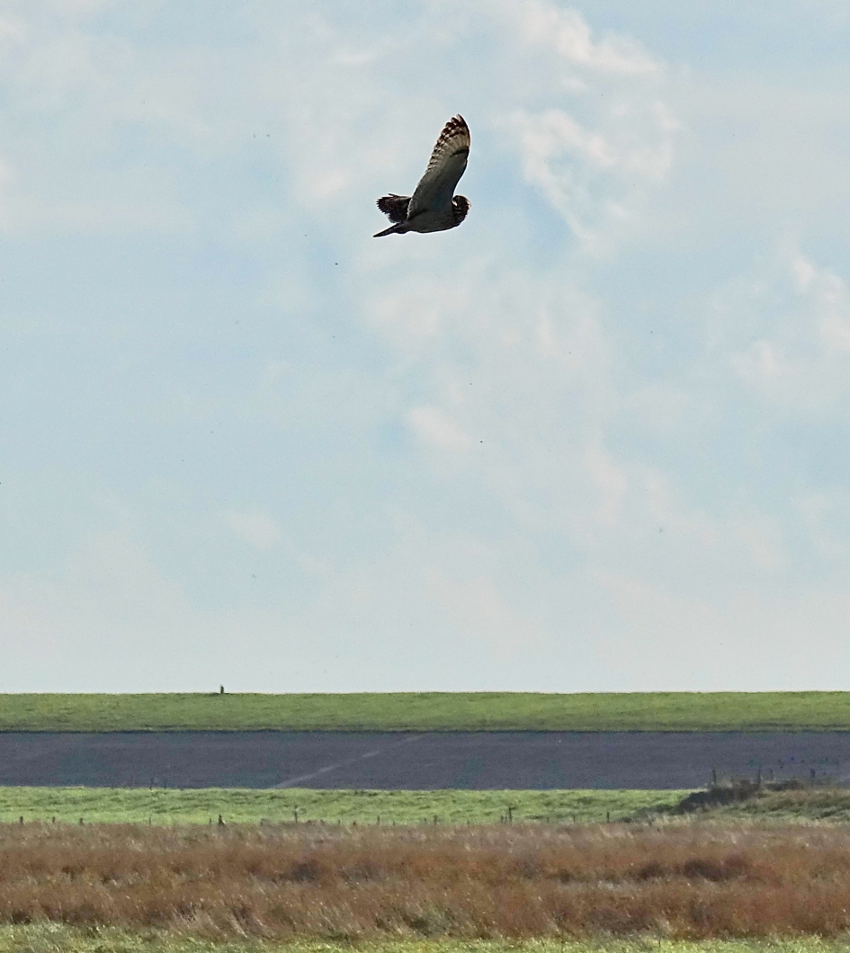 Velduil - Vogels - Velduil