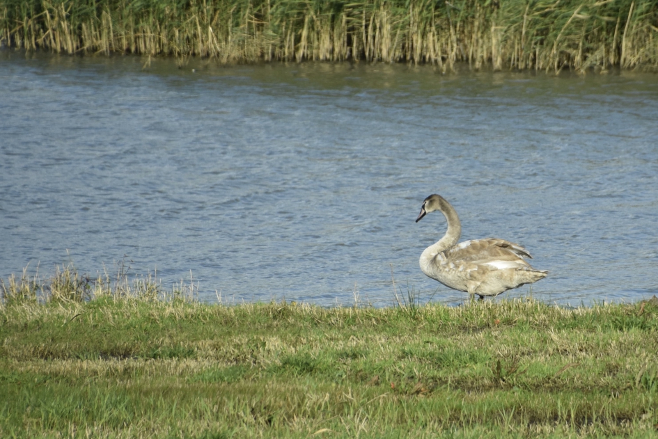 Verdwaalde zwaan - Vogels - 
