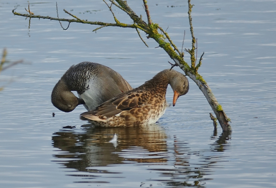Verenpak verzorging - Vogels - Krakeend