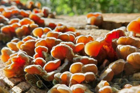 Verrassend kleurrijk die Viltige Oortjes