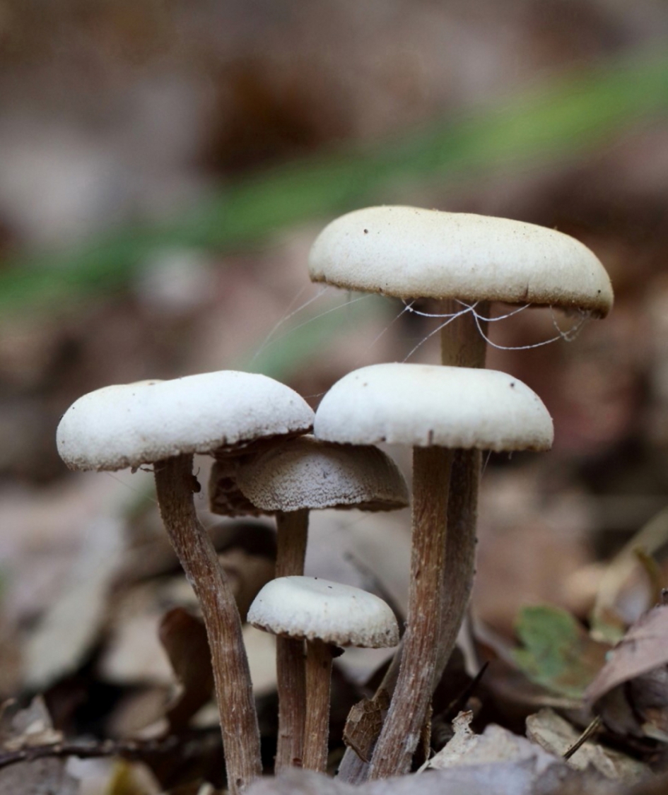 vijftal - Schimmels - 