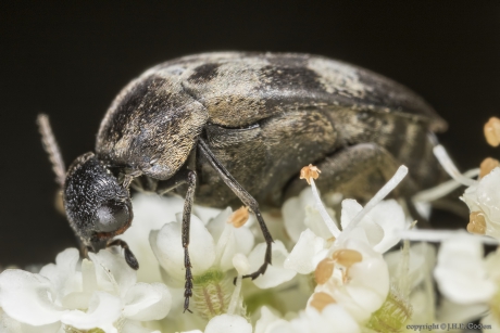 Viltbandkevertje (Variimorda villosa)