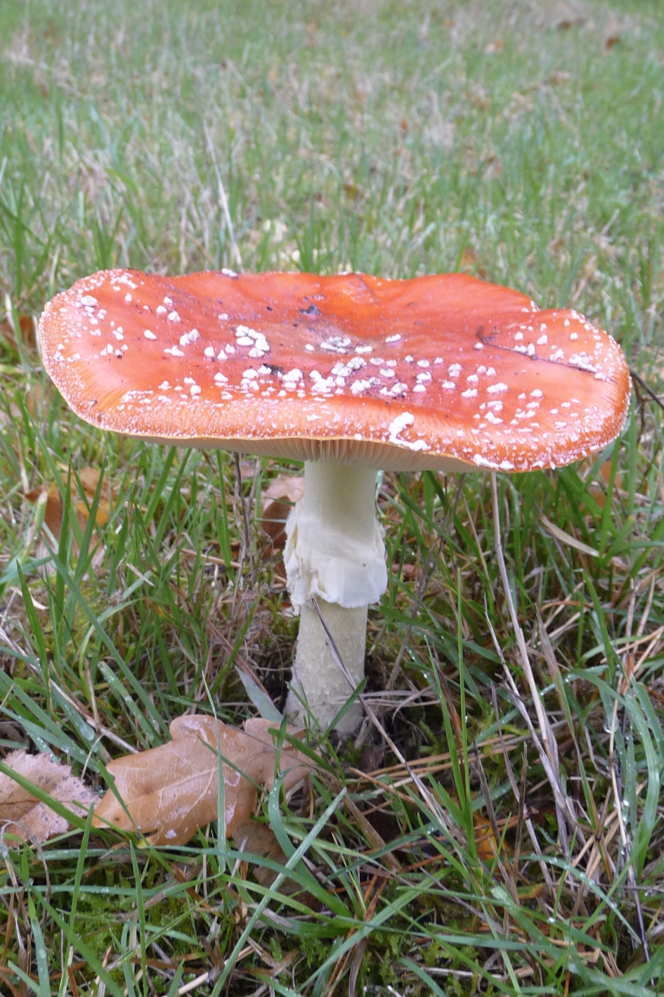 Vliegenzwam - Schimmels - 