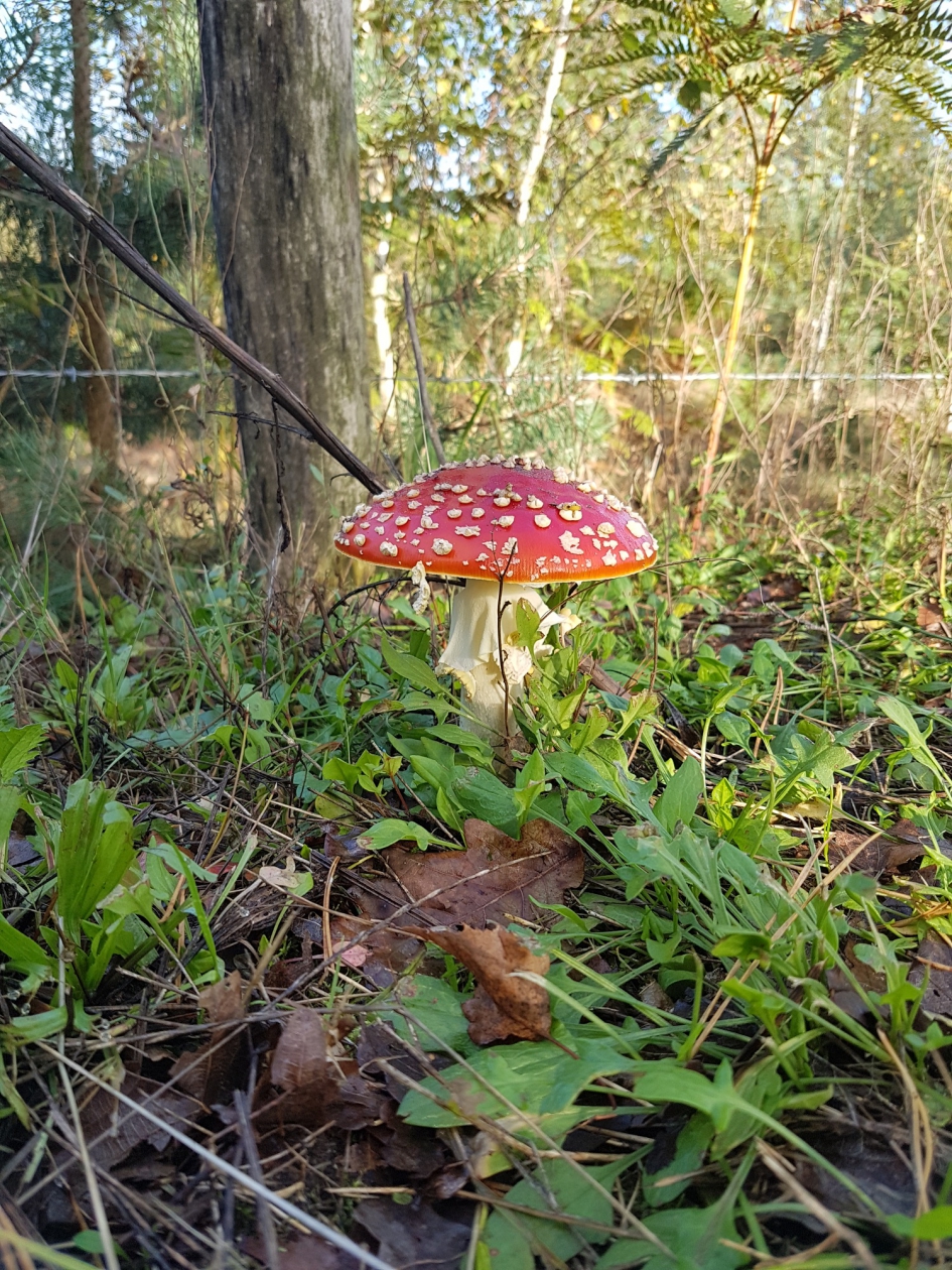 Vliegenzwam - Schimmels - Vliegenszwam