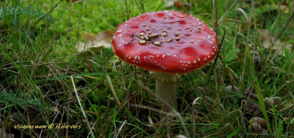 Vliegenzwam - Schimmels - Vliegenzwam