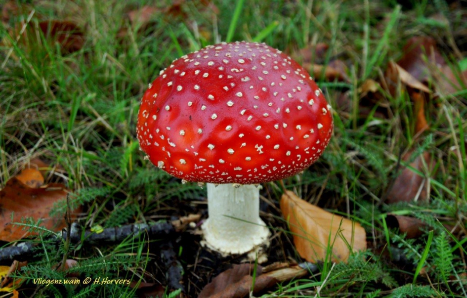 Vliegenzwam - Schimmels - Vliegenzwam