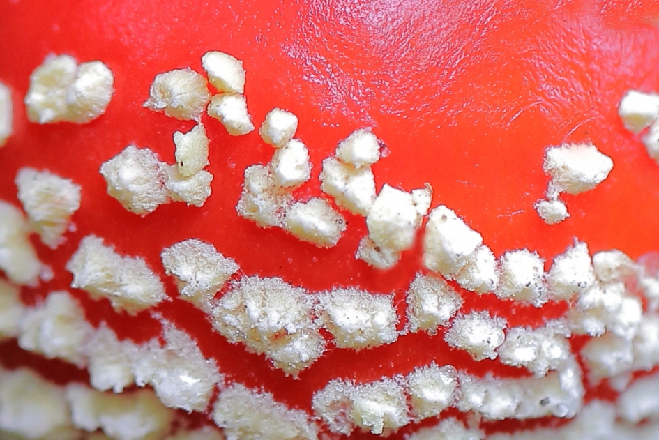 vliegenzwam - Schimmels - vliegenzwam