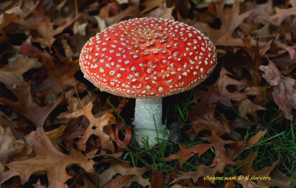 Vliegenzwam - Schimmels - Vliegenzwam