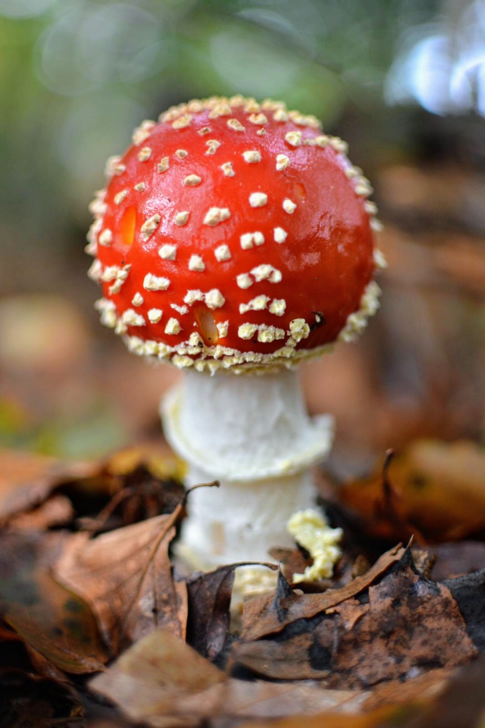 Vliegenzwam in Warmond, huys te warmont. - Schimmels - Vliegenzwam