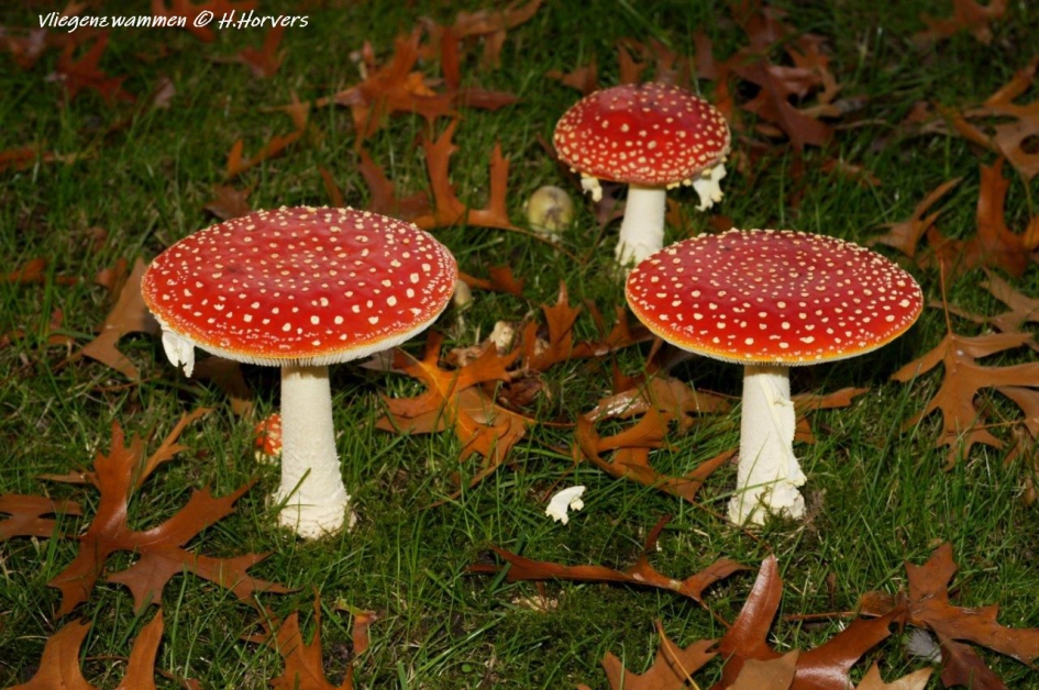 vliegenzwammen.2 - Schimmels - vliegenzwammen