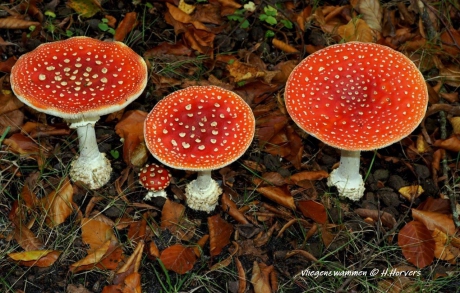 vliegenzwammen.3